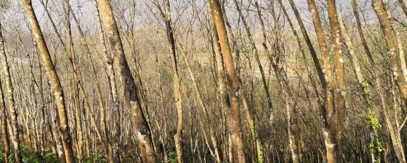 中国橡胶产量,国内产量最大的是哪个省