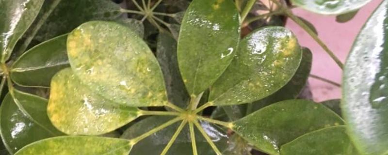 液体肥料制作方法，可以喷叶子上吗（液体肥能喷施叶面吗）