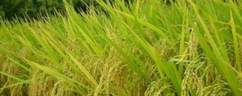 武汉的农业类型和分布,特点介绍 武汉的农业地域类型