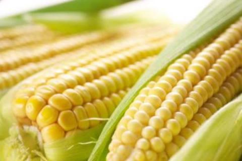 玉米的种类