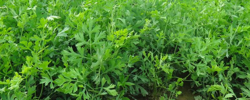 防风如何种植(防风如何种植亩赚多少钱前景如何)