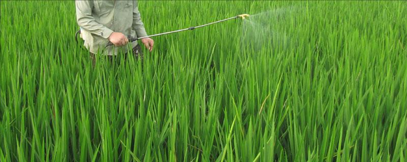 叶面肥尿素水怎么配，可以和农药一起打吗？