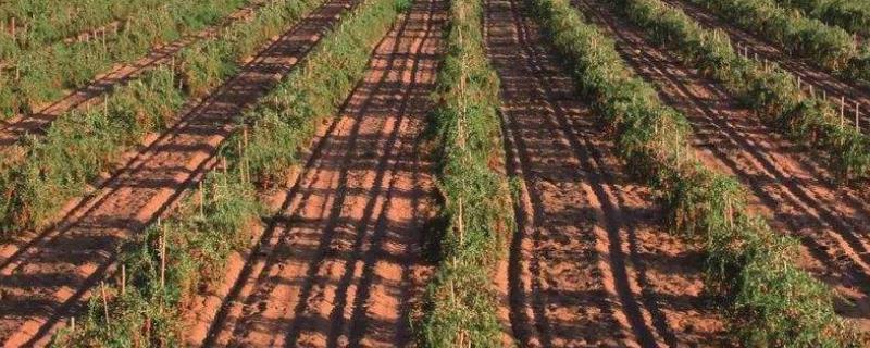 枸杞怎么种植适合在什么地方种植 枸杞怎么样种植