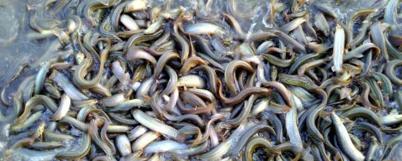 适合在农村做的小项目 农村能干的小项目