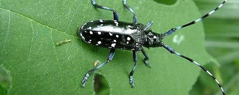 天牛幼虫有什么能力,最怕什么药(天牛幼虫最有可能怕什么)