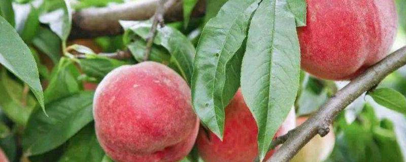广水胭脂红桃子基地在哪,什么时候成熟