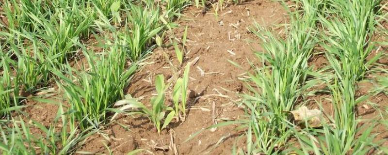 玉米地的麦苗自己能死吗,麦苗会影响玉米生长吗