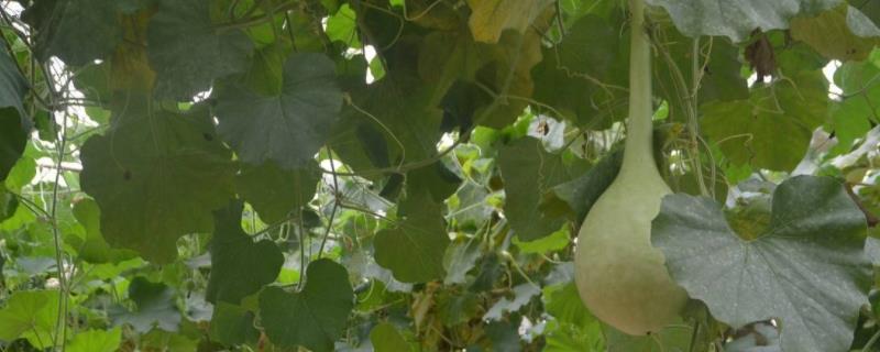 葫芦苗怎样掐尖,枯萎了怎么办(葫芦苗怎样掐尖,枯萎了怎么办呢)