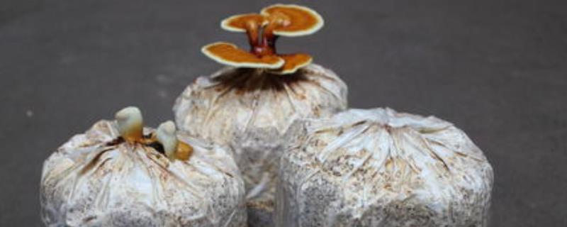 灵芝母种制作技术(灵芝的人工种植技术)