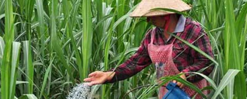 平衡肥料的功效与作用，什么时候用（平衡肥的作用及功能）