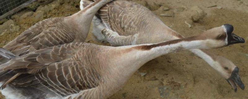 鹅主要销路,养殖利润是多少 养鹅利润有多少