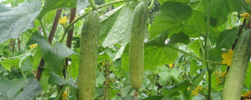 夏天成熟的农作物有哪些 夏天有什么作物成熟