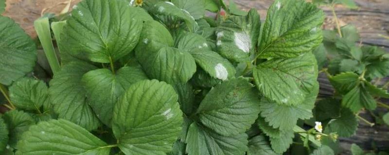 草莓病害,如何防治,畸形草莓是怎样的