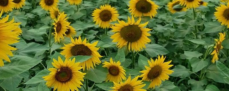 油葵亩产多少斤，生长期是多少天（油葵亩产量一般多少斤）