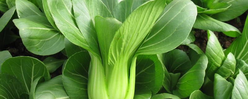 硝酸铵钙的使用方法，注意事项（硝酸铵钙的使用方法,注意事项有哪些）