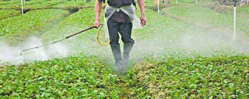 哈茨木霉菌能与杀菌剂混用吗,附使用方法