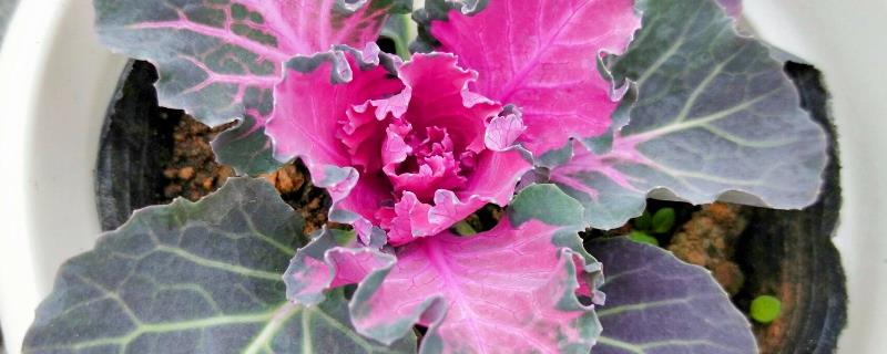 羽衣甘蓝种植方法和注意事项（羽衣甘蓝种植方法和注意事项pdf）