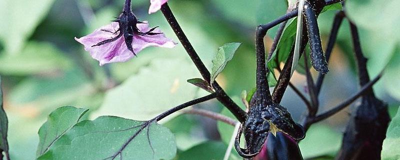 茄子开花期需施什么肥（茄子开花期可以施肥吗）