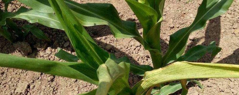 玉米叶卷起来是什么原因 玉米叶子卷起来是什么原因
