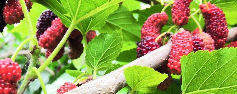 果桑白果病特效药 果桑得了白果病怎么办