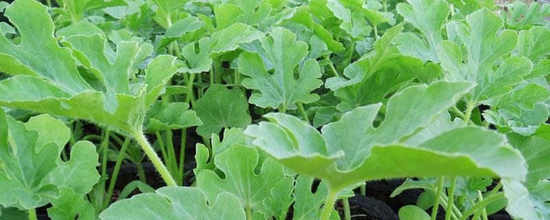 西瓜苗移栽后怎么浇水 西瓜苗怎样浇水