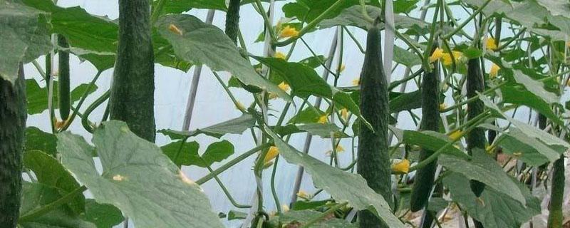 黄瓜生虫子不打农药用什么办法 治菜青虫不用农药的四种方法