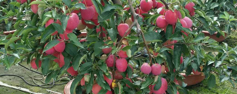 代森锰锌配水多少比例 一千克代森锰锌要兑多少水