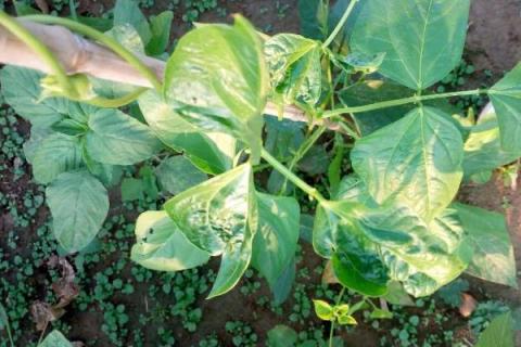 豆角叶子干枯萎是什么原因打什么药 豆角叶子干了是什么原因