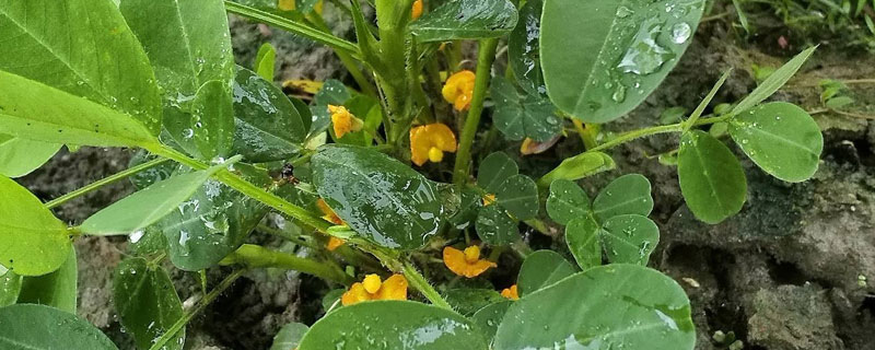 花生控旺药打后几小时下雨没影响（花生控旺药打完几小时下雨不影响）