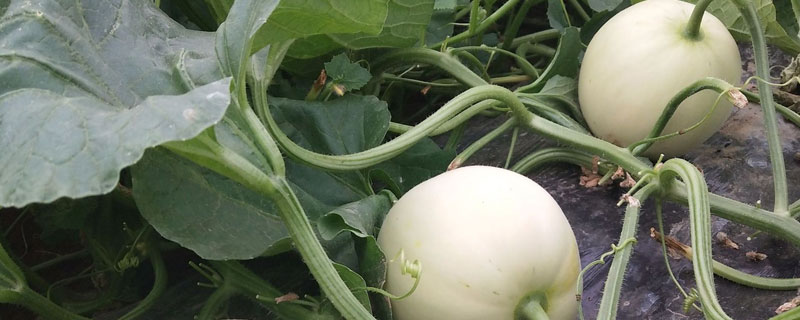 陕西阎良甜瓜几月份成熟(阎良甜瓜季节)