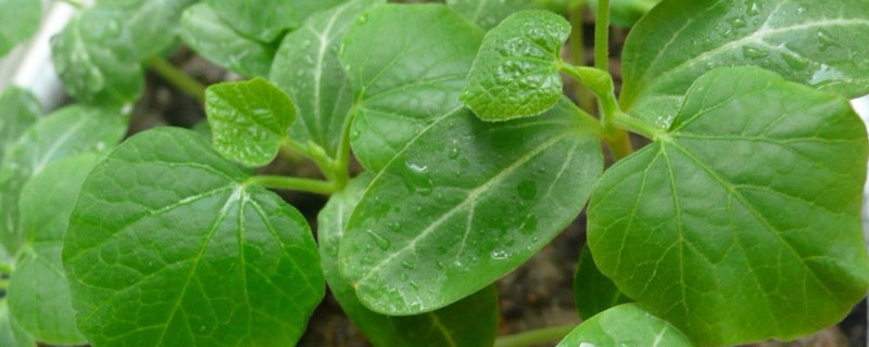 葫芦苗是什么样子的 葫芦苗长什么样子