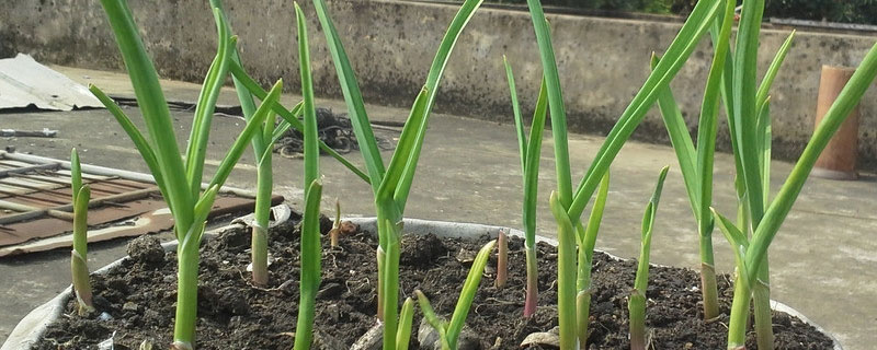用土栽蒜苗的方法（用土栽蒜苗的方法简单过程）