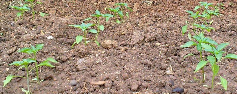 辣椒根腐病特效药配方(花椒树根腐病特效药配方)