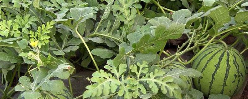 西瓜掉果怎么回事 西瓜坐果就掉了是啥病