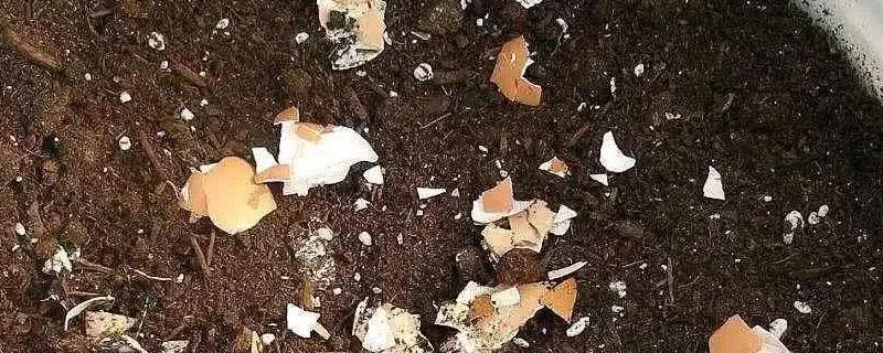 鸡蛋壳是磷肥还是钾肥（鸡蛋壳是氮肥还是钾肥）