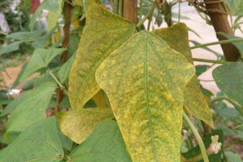 豆角苗叶子黄是什么原因（豆角苗黄叶是怎么回事）