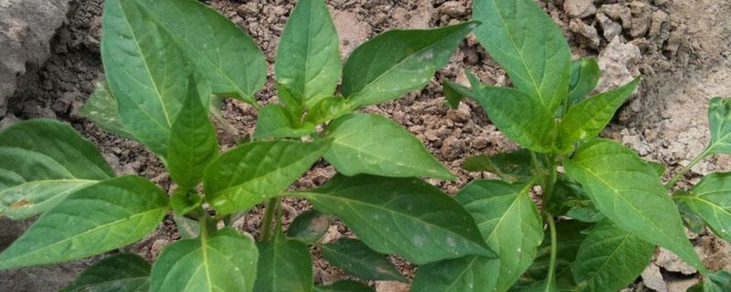 辣椒病害图片与防治打什么药（辣椒的各种病害图片）
