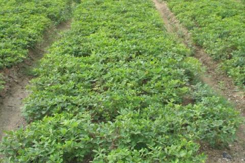 花生蚜虫用什么方法治（花生长蚜虫怎么办）