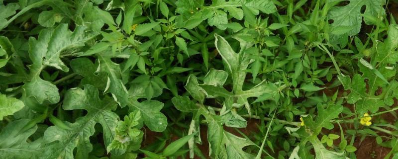 西瓜卷叶是什么原因（西瓜卷叶是怎么回事）