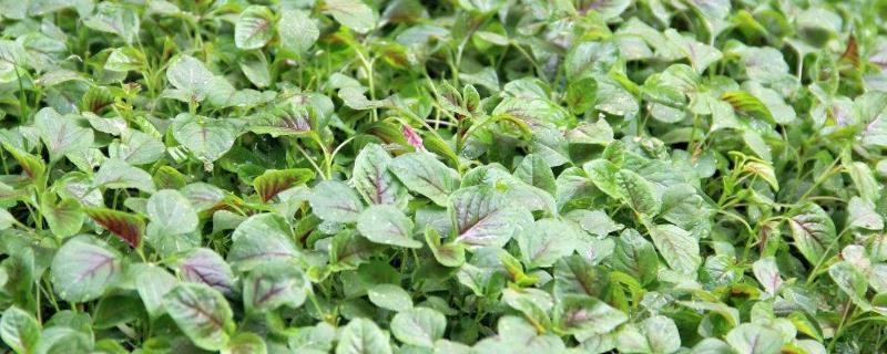 米苋种植时间和方法 籽粒苋种植时间