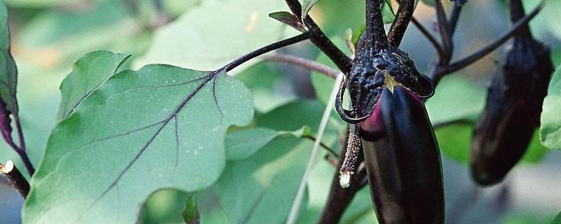 茄子为什么不能用哒螨灵 茄子上的螨虫什么时候打药好