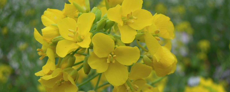 锦州油菜花种植基地在哪里（盘锦油菜花基地在哪）