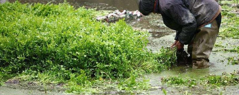 野芹菜怎么种植方法 野芹菜栽培技术