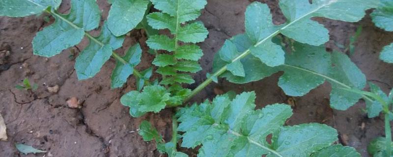 萝卜苗几个叶可以移栽 萝卜多大可以栽苗吗