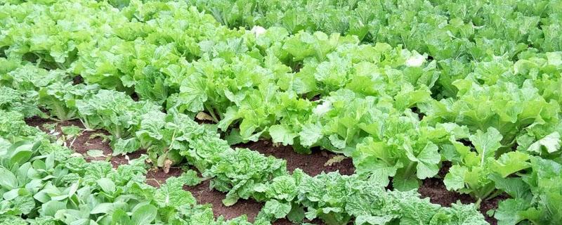 农药兑水表（农药兑水表格速查表）