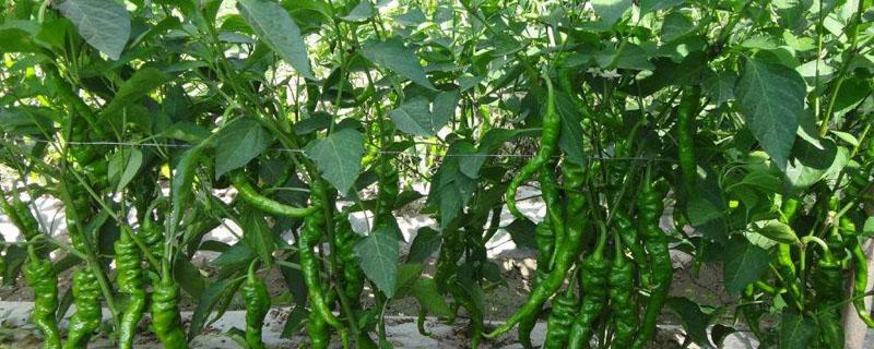 辣椒从根部烂是什么原因（辣椒根部腐烂是什么原因）