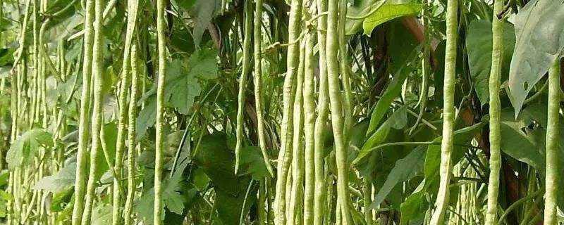 豆角需要打顶摘心吗 豆角如何掐尖打顶