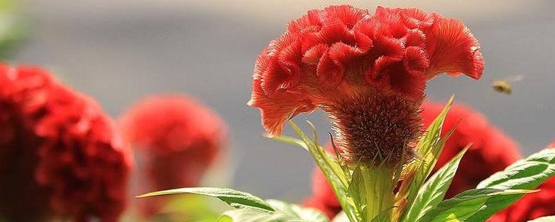 鸡冠花种子的种植方法和注意事项 鸡冠花种子的种植方法和注意事项有哪些