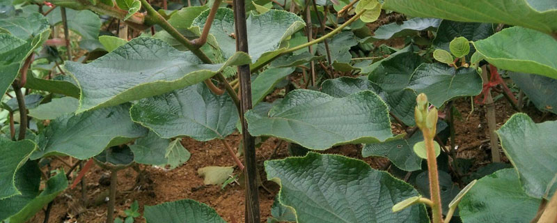 弥猴桃树的栽培技术(弥猴桃子的栽培技术)