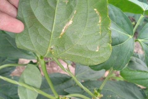 豆角卷叶打什么药 豆角卷叶病的特效药